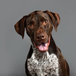 Four-year-old Cooper (German Short Haired Pointer x Bull Arab) was photographed in Puppy Tales' Project Dogalogue.