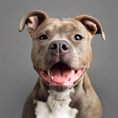 Studio photograph of Ella the American Staffordshire Terrier puppy