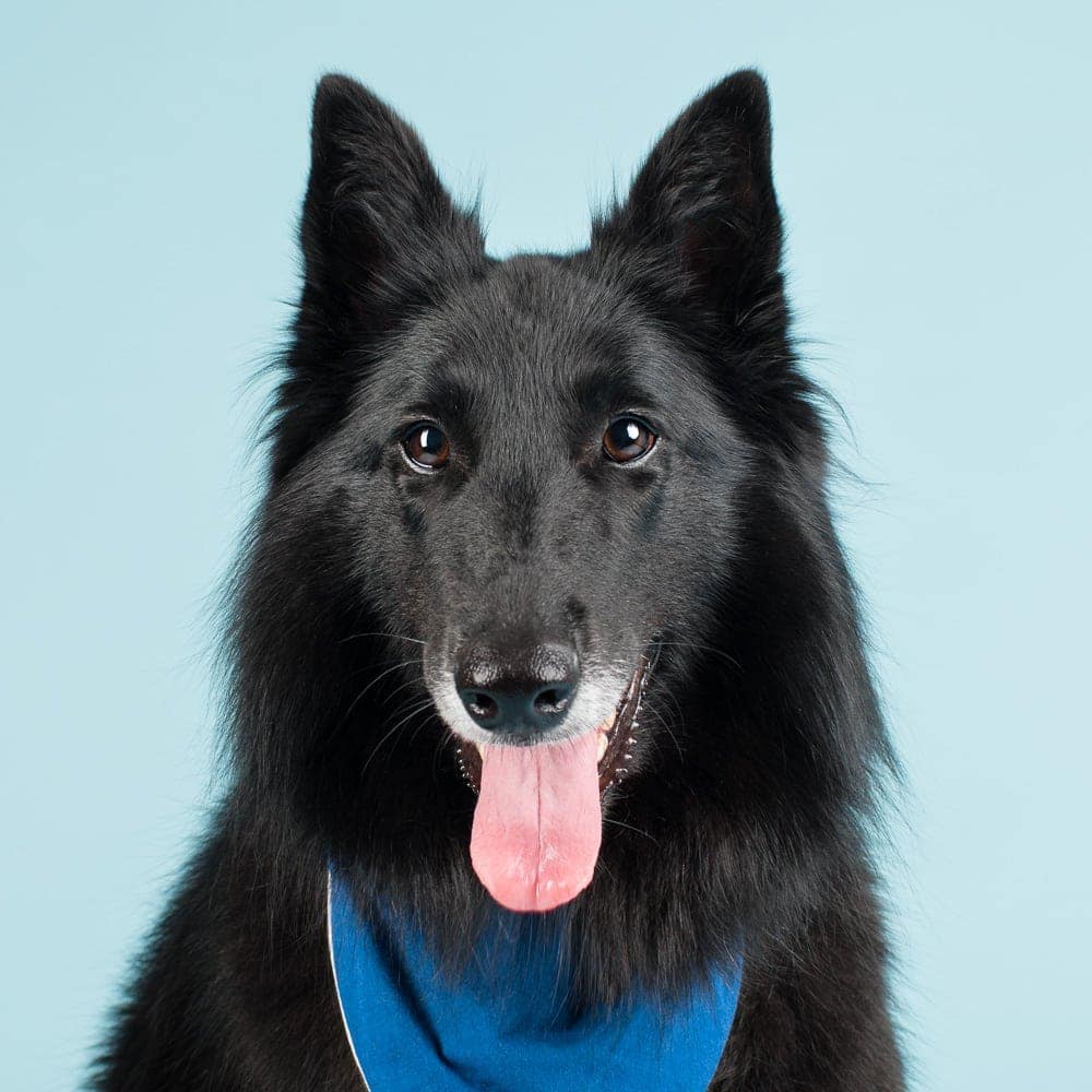Three-year-old Soma the Belgian Shepherd was photographed in Puppy Tales' Project Dogalogue.