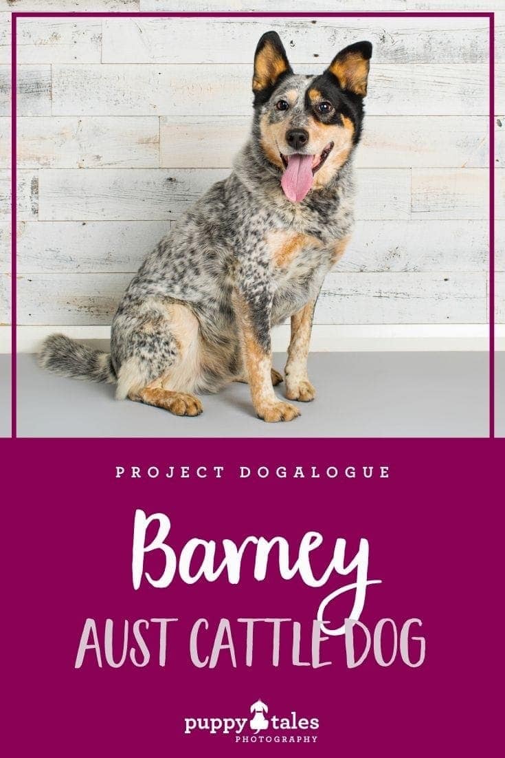 Barney the Australian Cattle Dog ~ Project Dogalogue ...