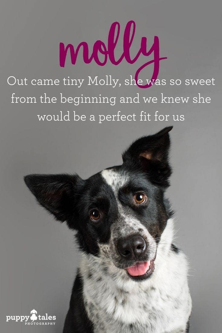 Molly the Border Collie x Australian Cattle Dog ~ Project ...