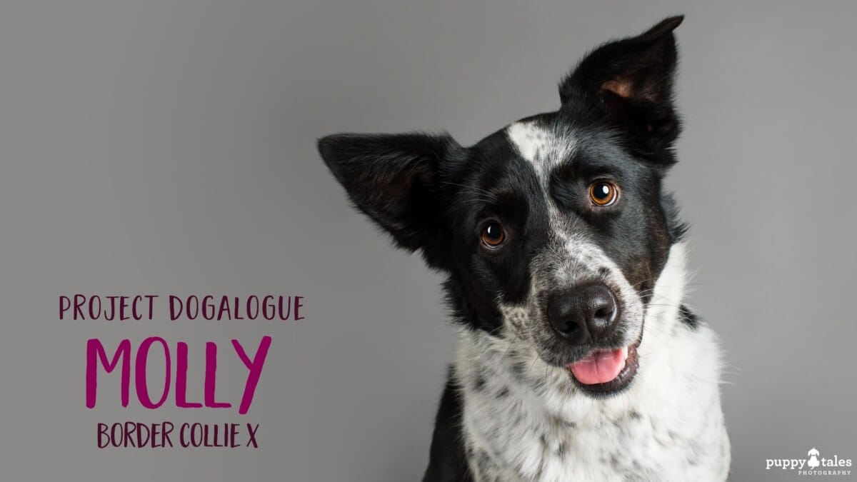 Molly Dogalogue Title