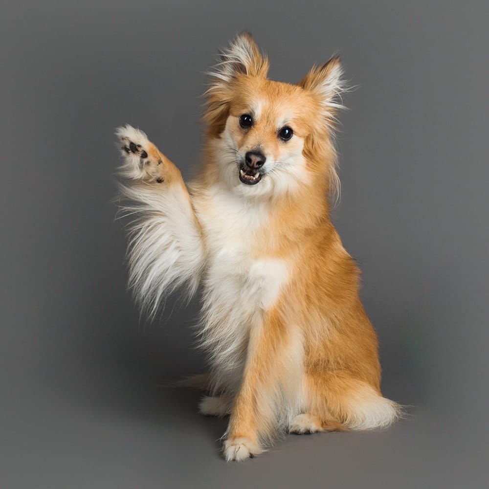 Freya, the Australian Terrier is raising her paw as she was photographed for Project Dogalogue by Puppy Tales Photography