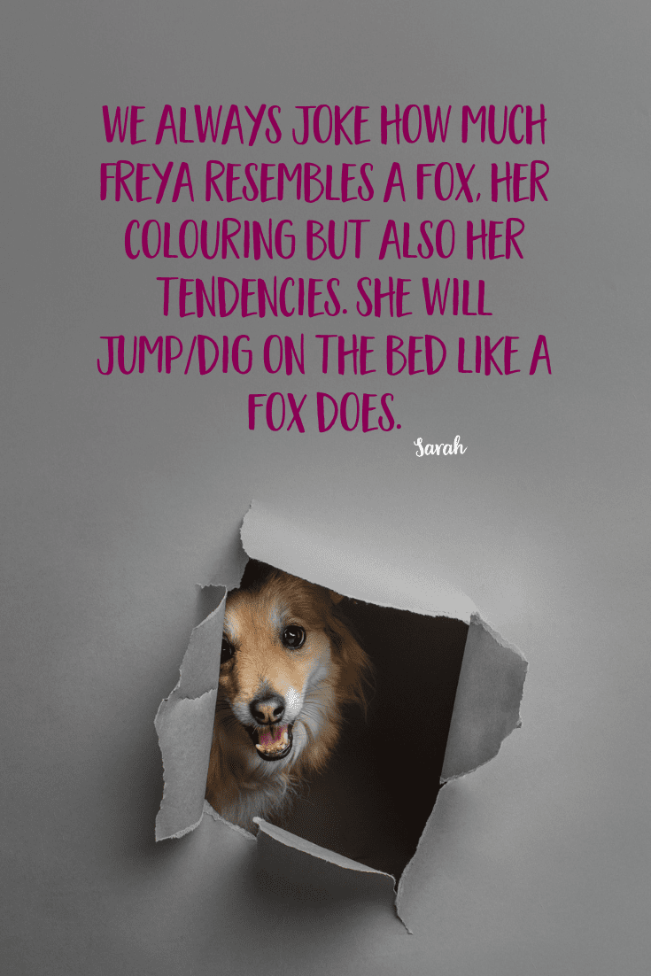 This Australian Terrier named Freya is photographed for Project Dogalogue of Puppy Tales Photography. This Pinterest graphic is for the blog article