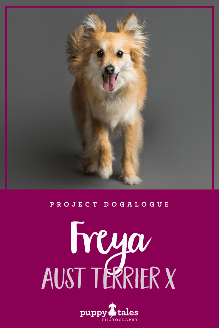 Freya, the Australian Terrier was photographed by Kerry Martin for Project Dogalogue of Puppy Tales Photography. This Pinterest graphic is for Freya’s blog article