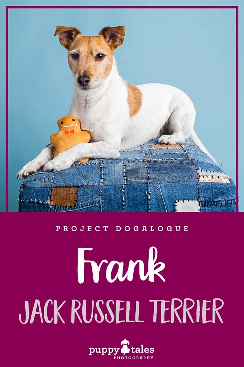 Frank the five-year-old wire-haired Jack Russell Terrier. He was photographed by Puppy Tales Photography for Project Dogalogue.