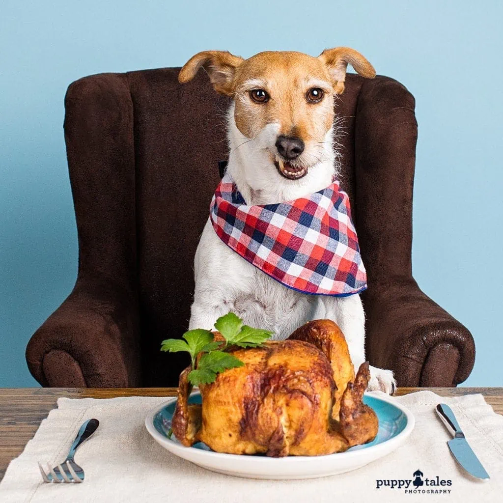 Jack Russell Terrier Frank loves sitting at the table and chicken! So he was photographed in the Melbourne studio with both his favourite things.