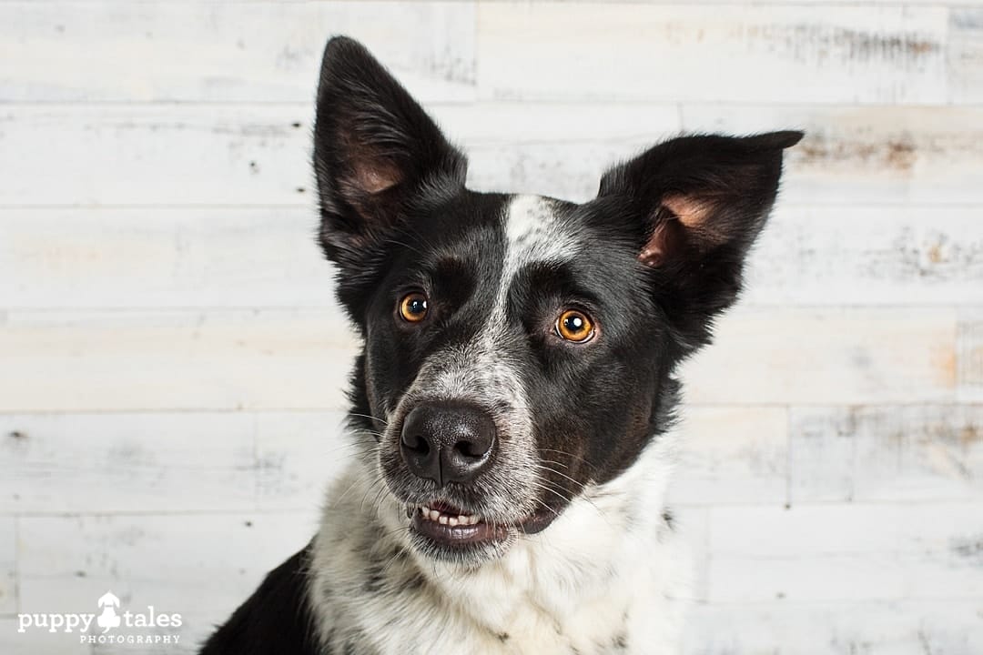 Border collie hot sale x heeler