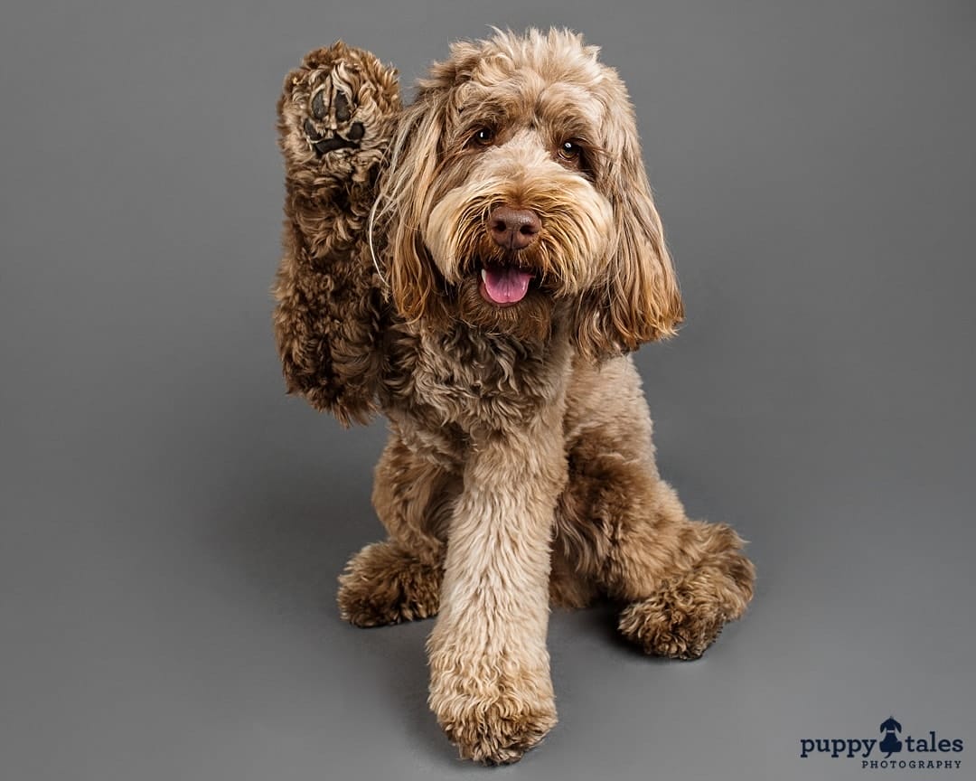 puppytalesphotography magnet bailey 1