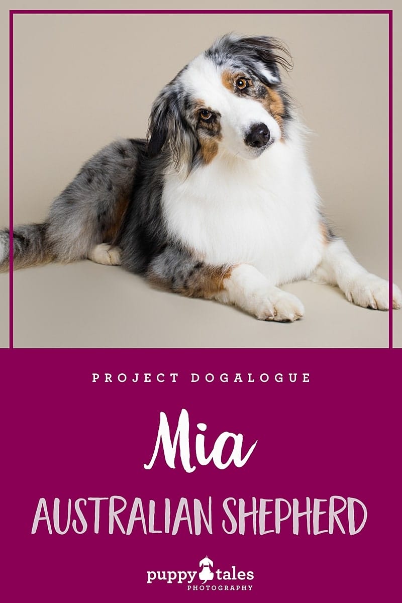 Mia the Australian Shepherd, photographed by Kerry Martin of Puppy Tales Photography for Project Dogalogue. Pinterest graphic for her tales.