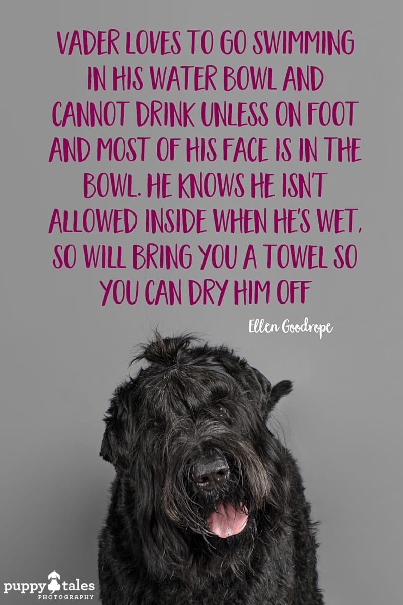 Vader the Black Russian Terrier, photographed by Kerry Martin of Puppy Tales Photography for Project Dogalogue. Pinterest graphic for his tales.
