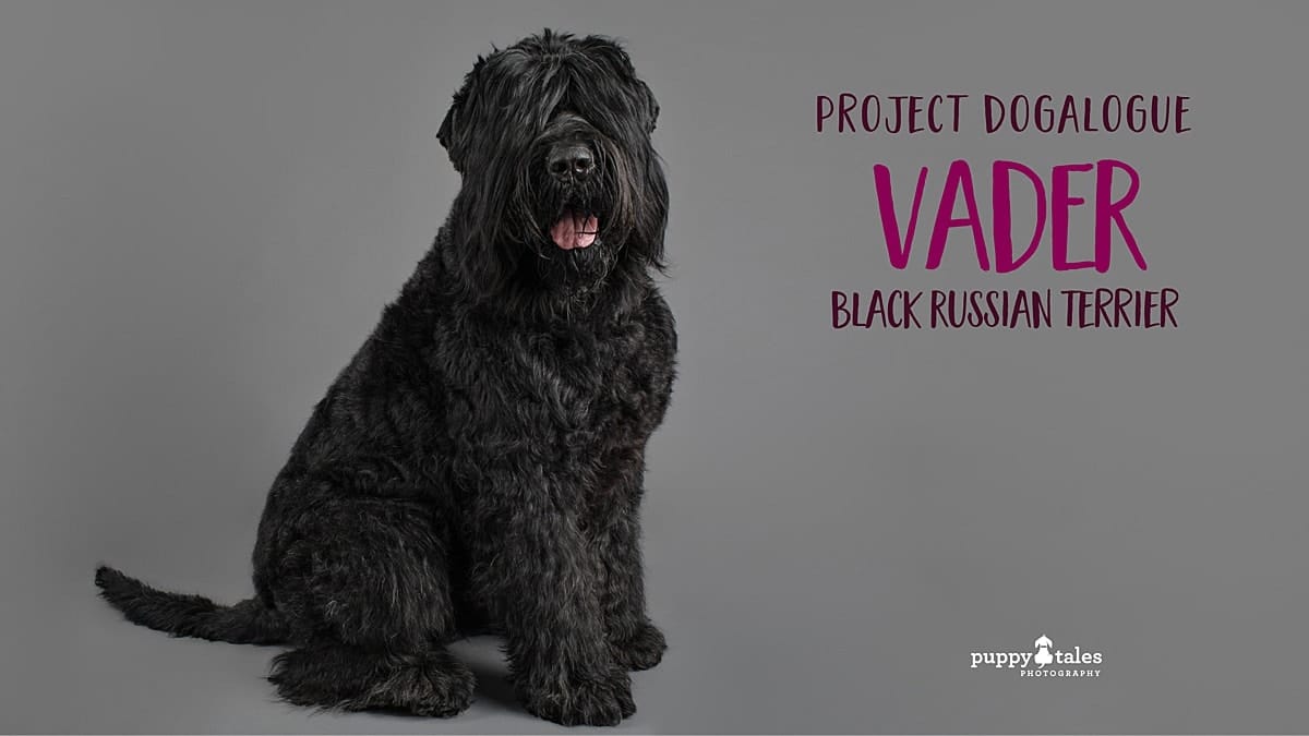 are black russian terrier the most intelligent dogs