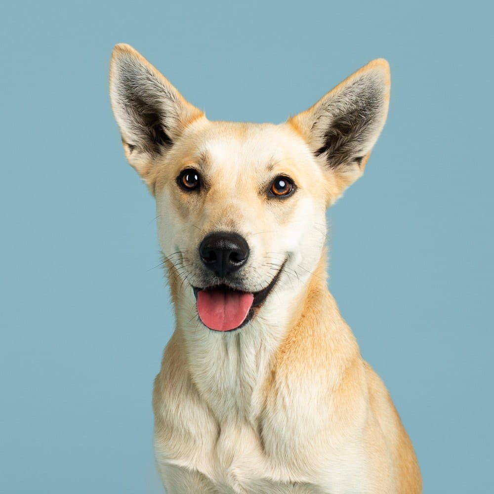 Studio photograph of Mambo the Husky Cross by dog photographer Kerry Martin for Project Dogalogue