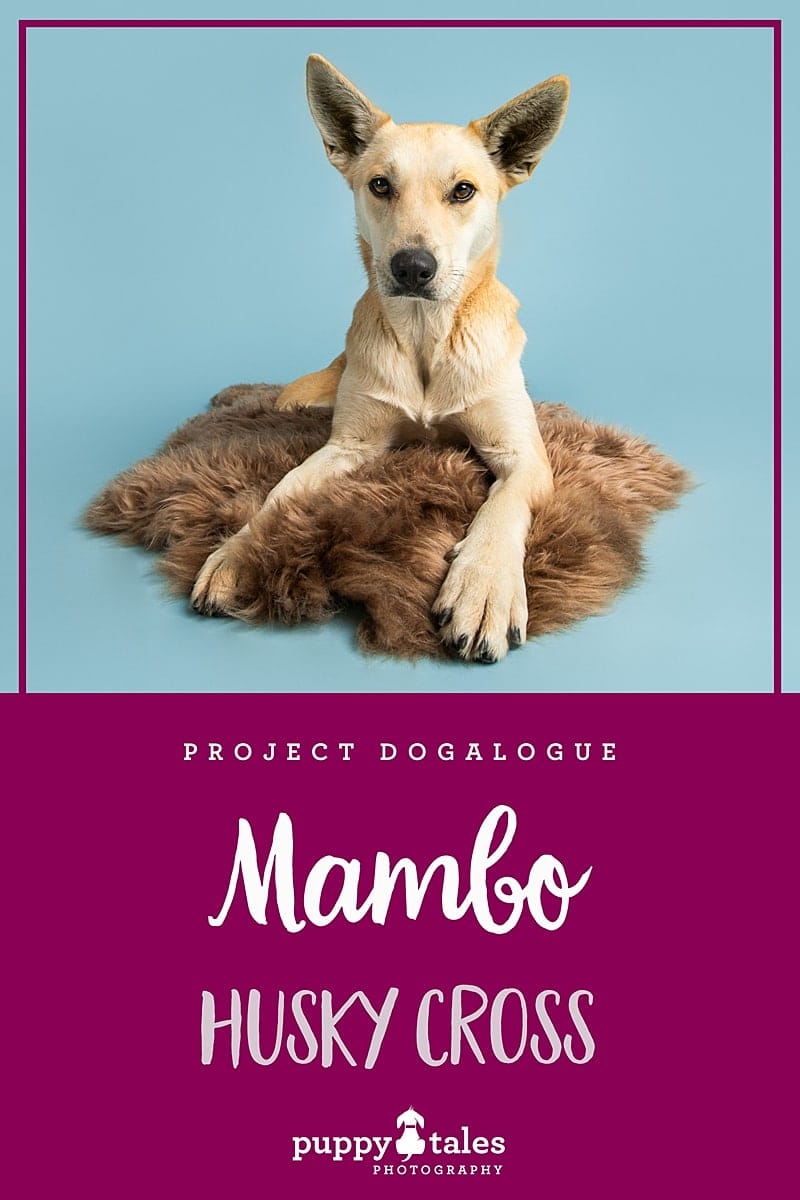 Mambo the husky cross was photographed by Kerry Martin of Puppy Tales Photography for Project Dogalogue. Pinterest graphic for her tales.
