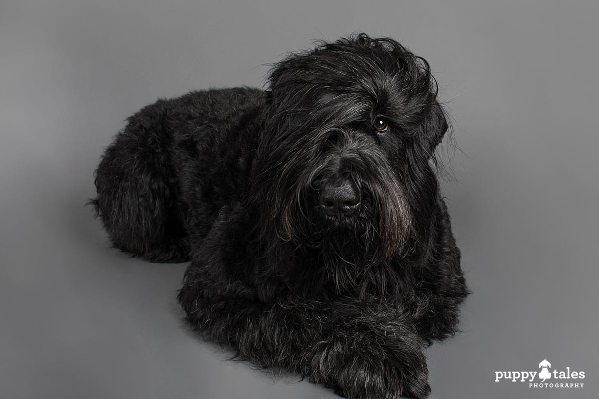 Studio photo of a Black Russian Terrier named Vader. He was photographed at the Puppy Tales Studio on a grey background.