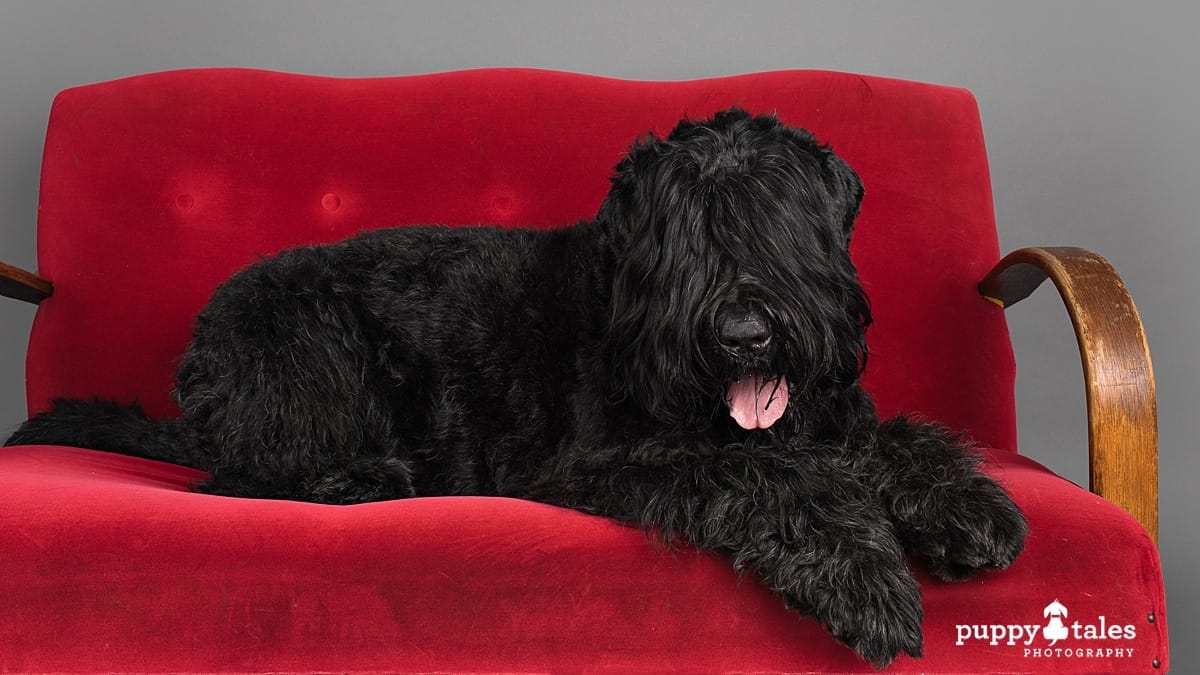 Black Russian Terrier Vader is photographed on a red couch and grey background in the Puppy Tales studio for Project Dogalogue.