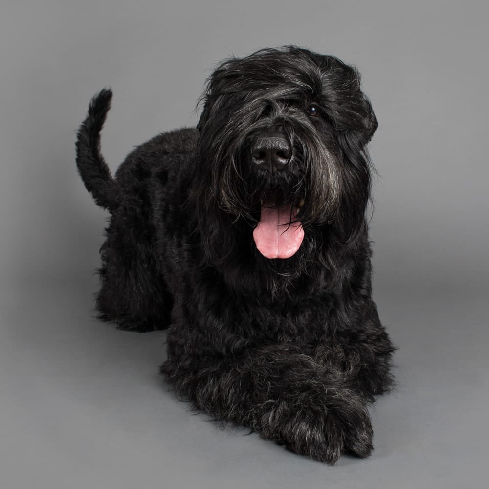 Studio photograph of Vader the Black Russian Terrier