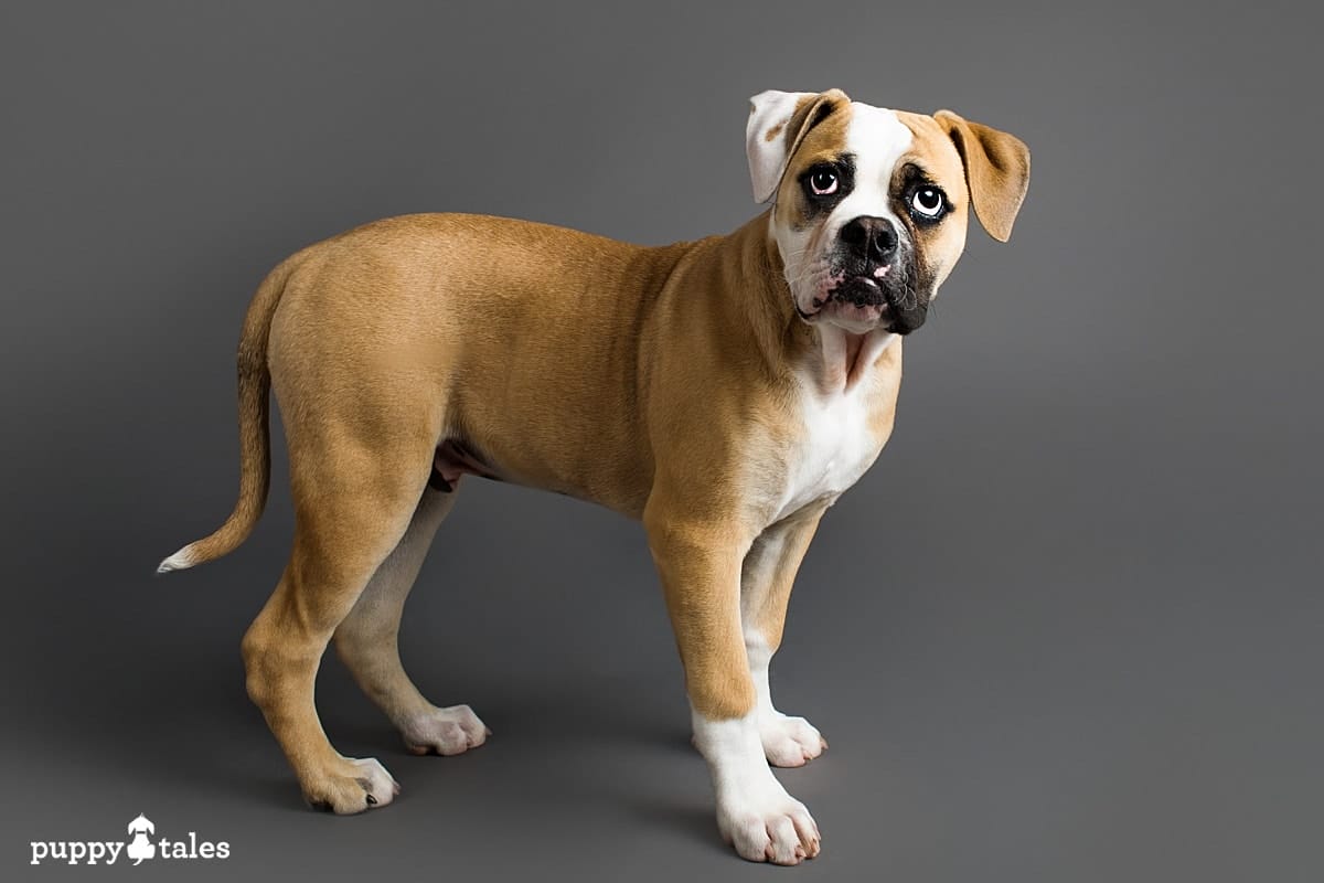 puppytalesphotography johnsonamericanbulldog puppy 3