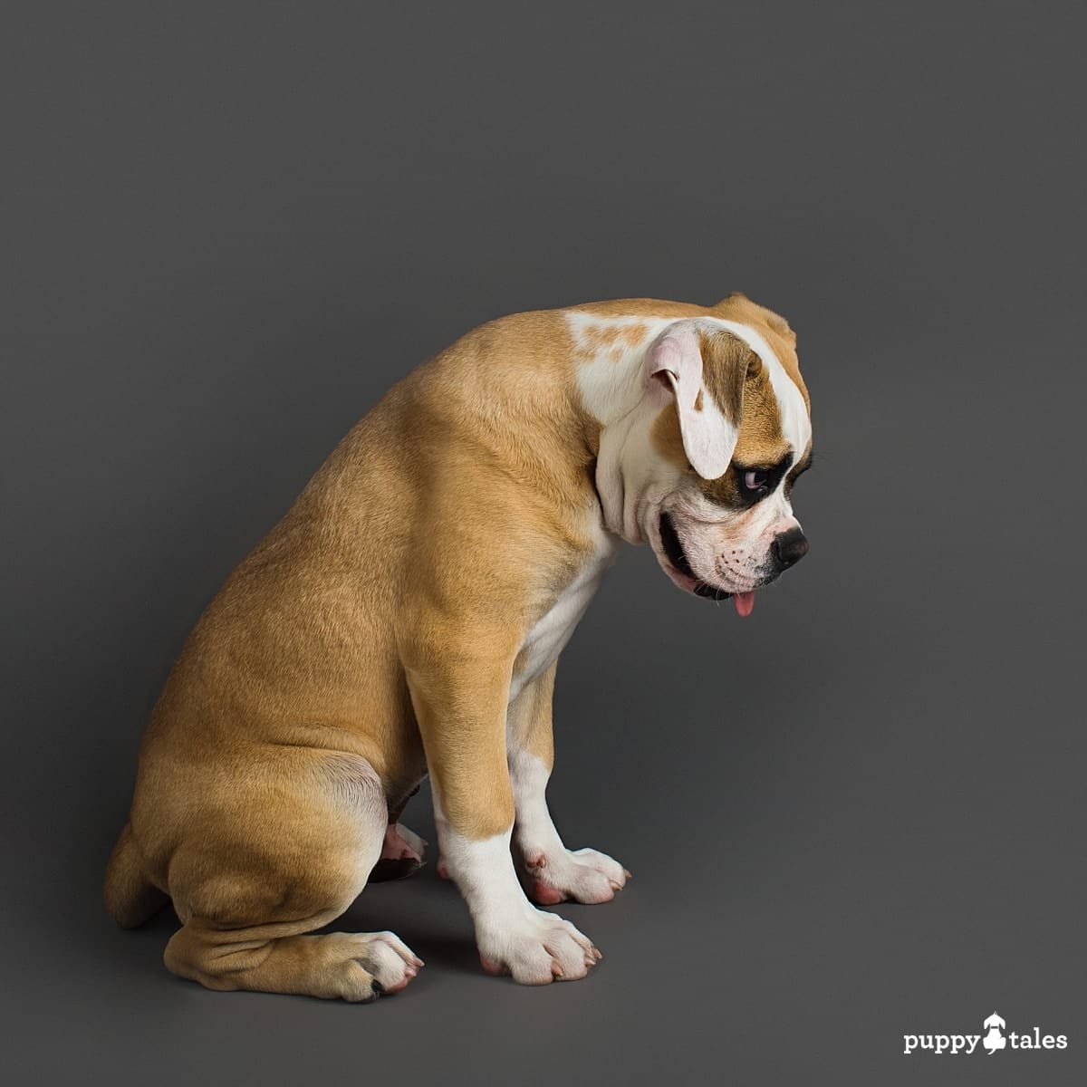 puppytalesphotography johnsonamericanbulldog puppy 9