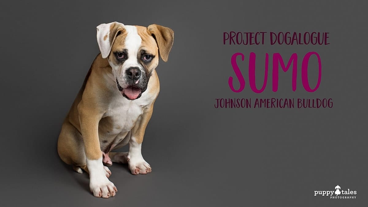 puppytalesphotography johnsonamericanbulldog puppy title