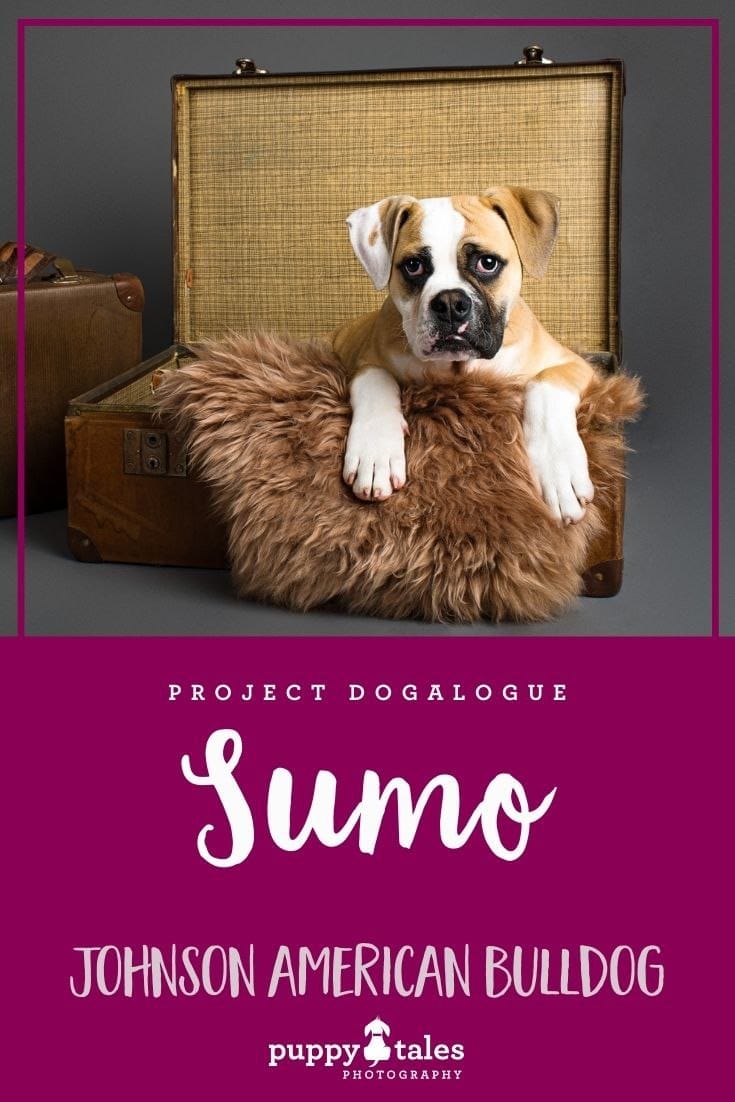 Sumo, the Johnson American Bulldog, was photographed by Kerry Martin of Puppy Tales Photography for Project Dogalogue. Pinterest graphic for his blog article.