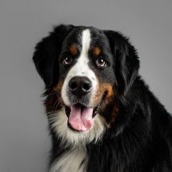 Studio photograph of Marley the Bernese Mountain Dog in Melbourne Studio