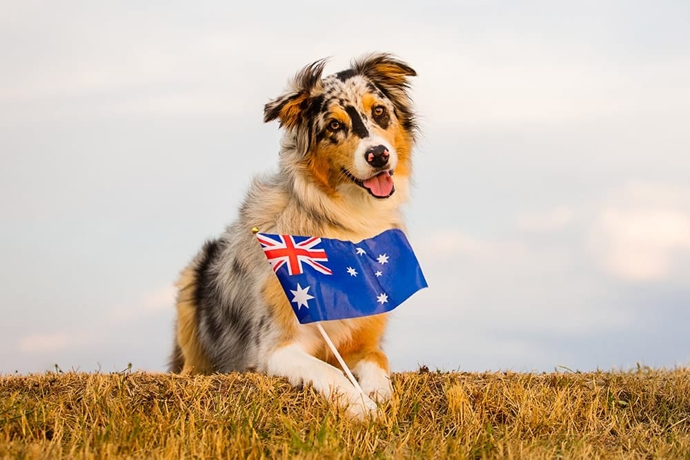 Australian Dog of the Year Puppy Tales