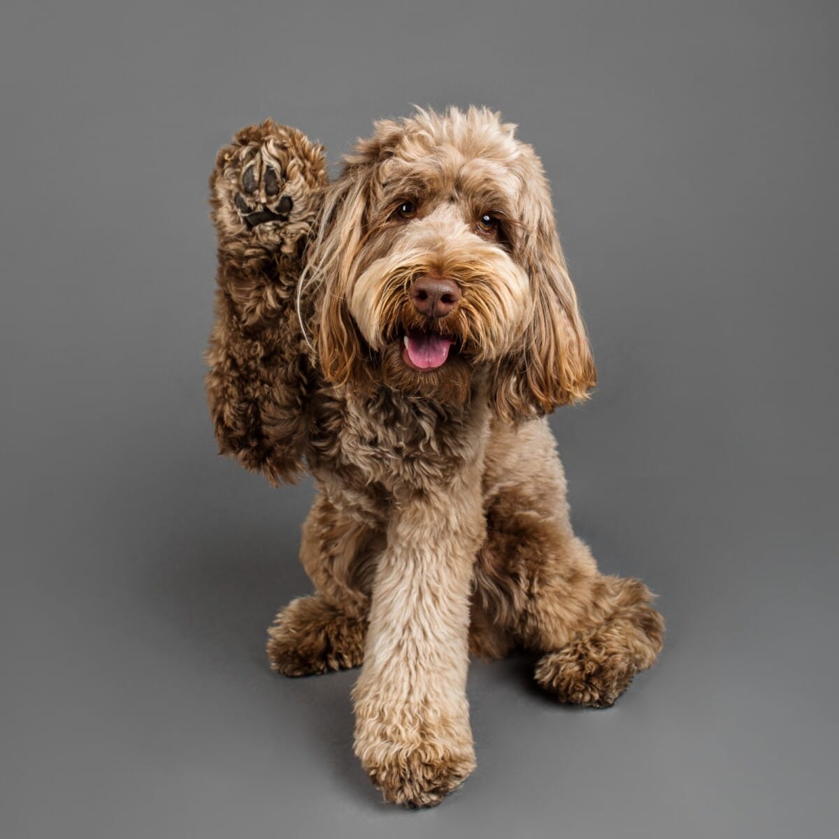 puppytalesphotography dogalogue 2 copy