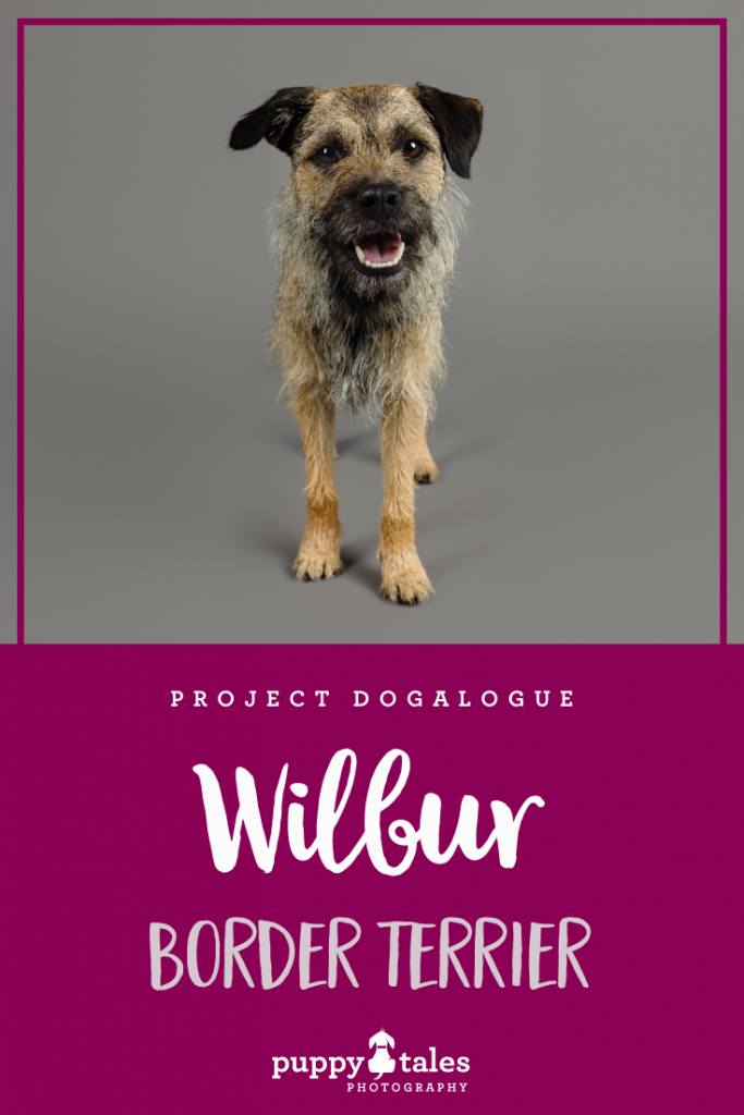 Wilbur the Border Terrier, photographed by Kerry Martin of Puppy Tales Photography for Project Dogalogue. Pinterest graphic for his tales.