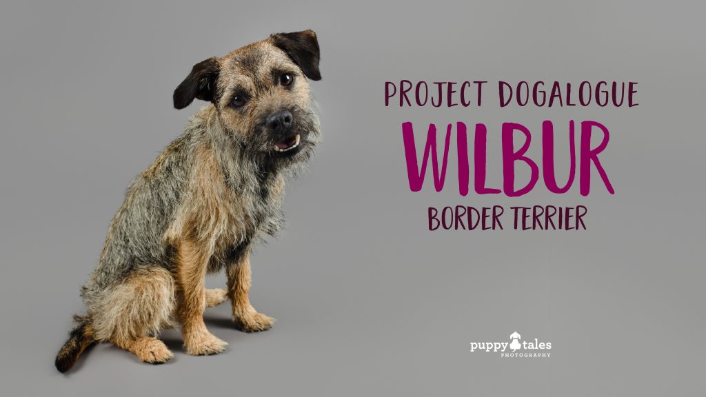 Wilbur the Border Terrier was photographed by dog photographer Kerry Martin for Project Dogalogue