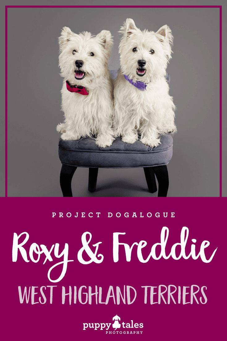 Roxy & Freddie the West Highland White Terriers, photographed by Kerry Martin for Project Dogalogue. Pinterest graphic for their blog post on the Puppy Tales website.