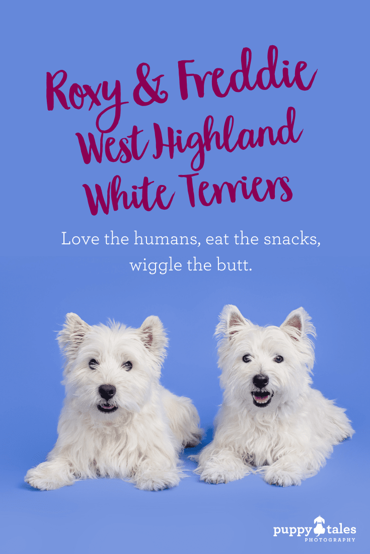 Pinterest graphic for Roxy & Freddie the West Highland White Terriers. They were photographed on a blue studio background by Puppy Tales Photography for Project Dogalogue.