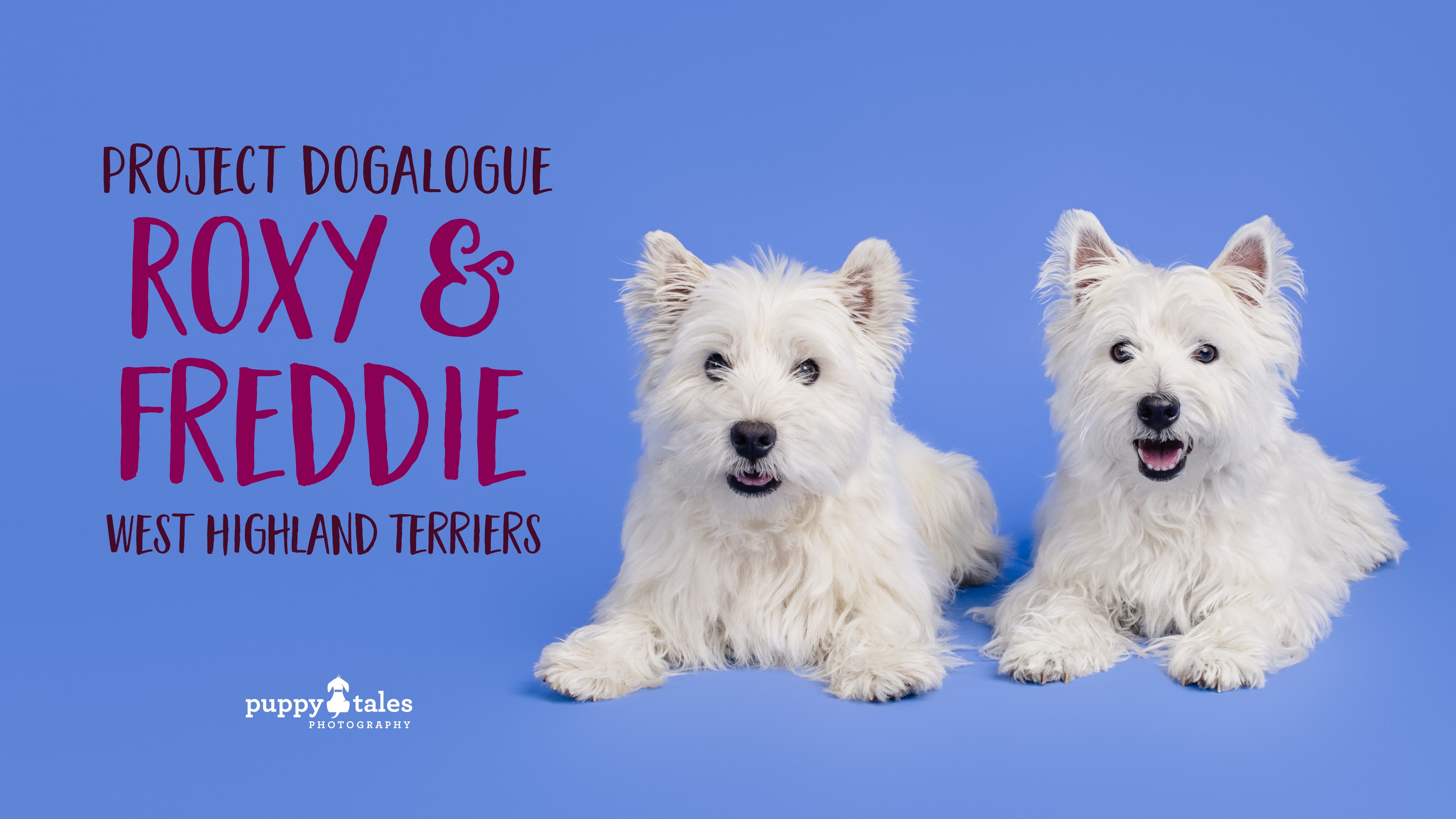Roxy & Freddie the West Highland White Terriers were photographed by dog photographer Kerry Martin for Project Dogalogue