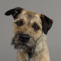 Studio photograph of Wilbur the Border Terrier