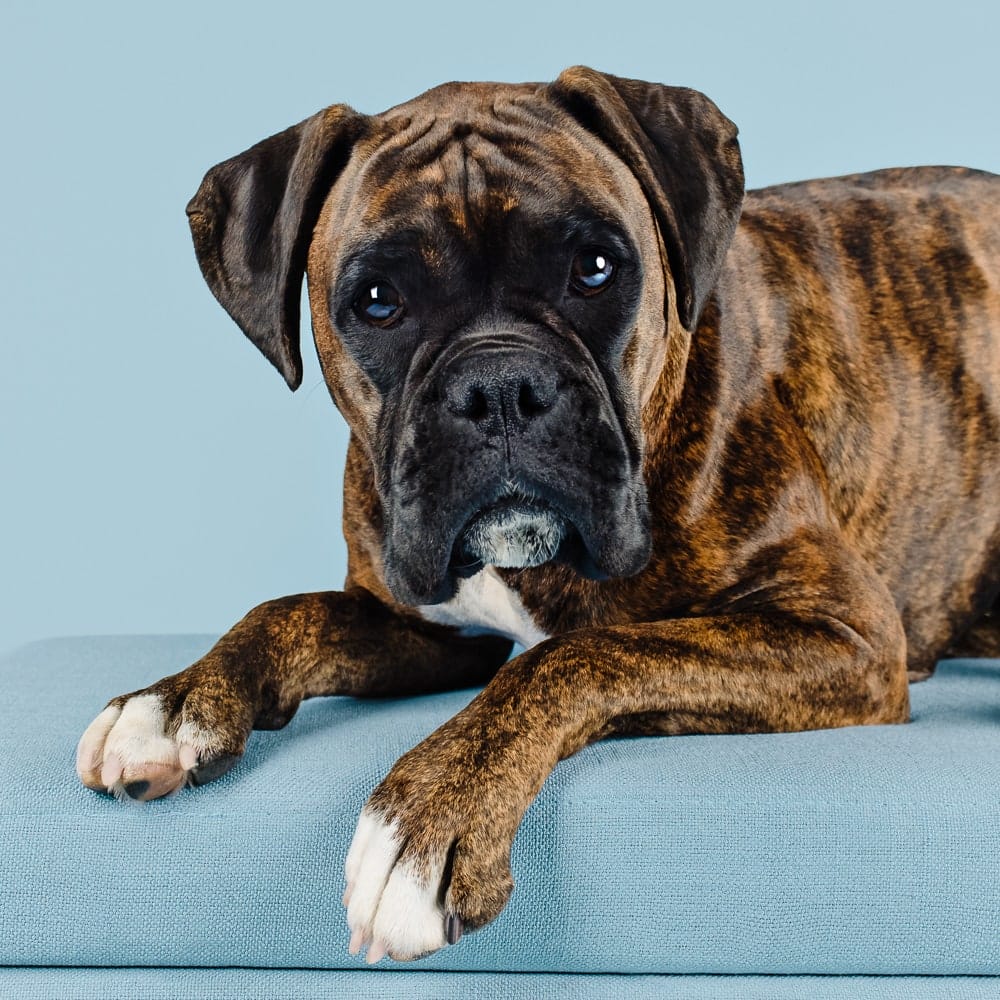 Step into the world of Misty, the beautiful Boxer, as she poses for her studio photography session with Kerry Martin for Project Dogalogue by Puppy Tales Photography.