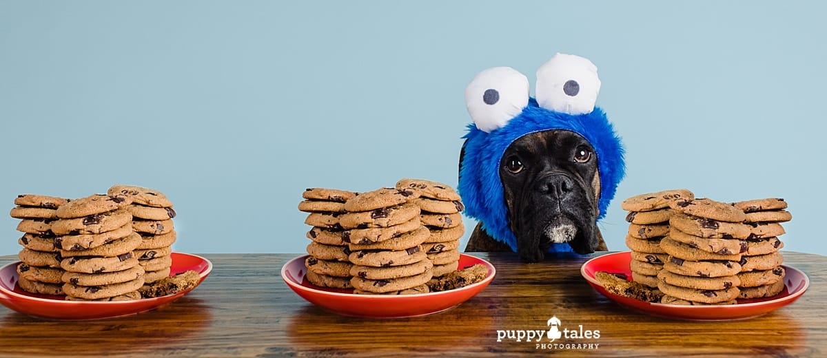 Misty, the Boxer has never looked better. See this adorable pup as she’s dressed as Cookie Monster in her studio photography session in Project Dogalogue by Puppy Tales Photography.