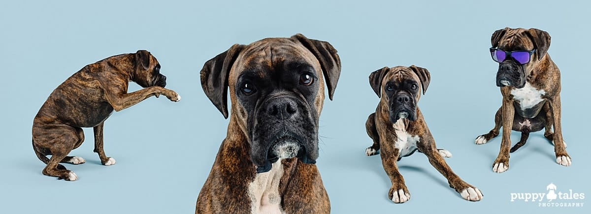 Experience the cuteness overload with this collage of photos of this Boxer pup, named Misty, in her studio photography session for Project Dogalogue by Puppy Tales Photography