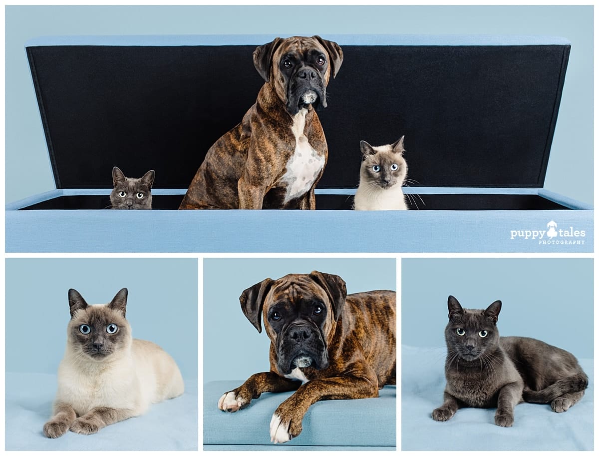 Meet the beautiful Boxer pup who stole the show in Puppy Tales Photography's Project Dogalogue. Her stunning studio photography shots with her cat siblings make us swoon!