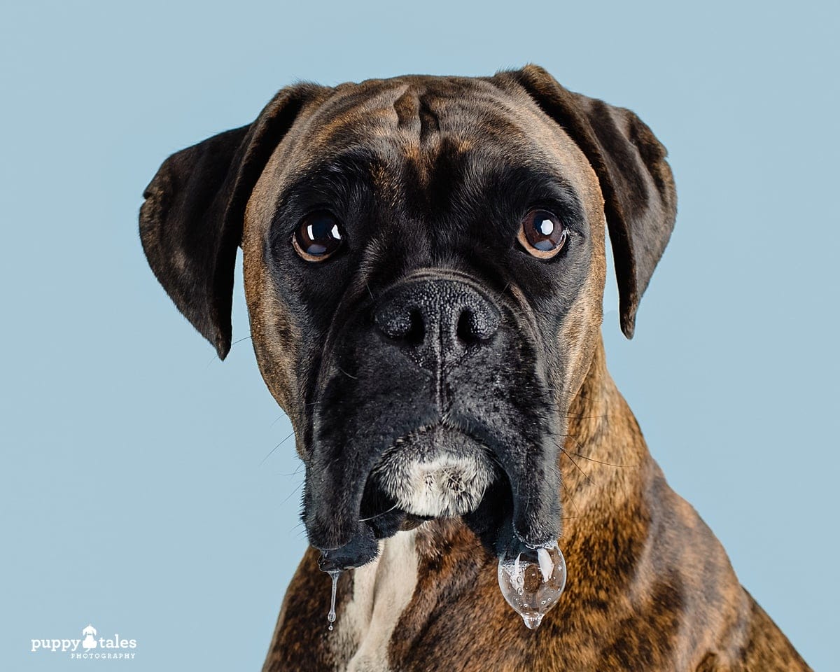 Project Dogalogue by Puppy Tales Photography brings you the best shots of beautiful Misty, the Boxer. In this closeup photo, you can see a bubble of her adorable little drool!
