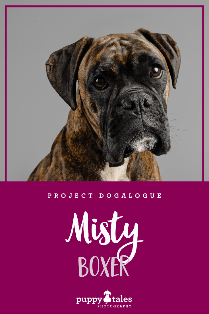 Discover the beauty of Misty, the Boxer in this Pinterest graphic, as she strikes a pose in her stunning studio photography session for Project Dogalogue by Puppy Tales Photography.