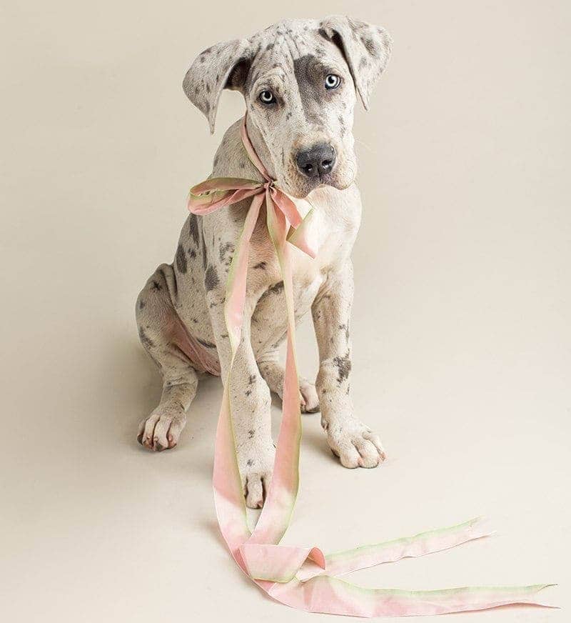 puppytalesphotography studio 41