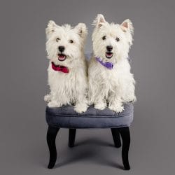 Studio photographs of Roxy & Freddie the West Highland White Terriers