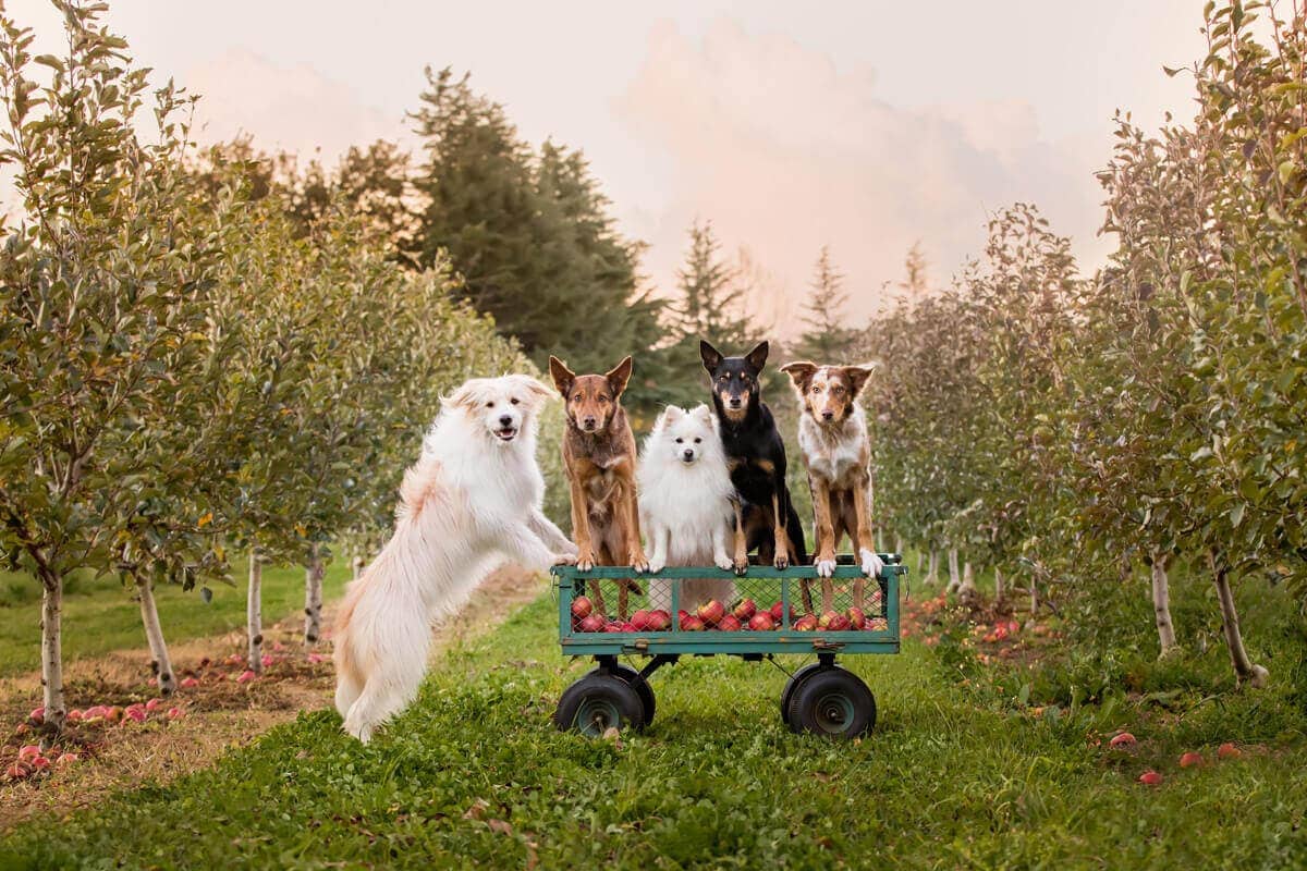 Homepage Puppy Tales Homepage Puppy Tales