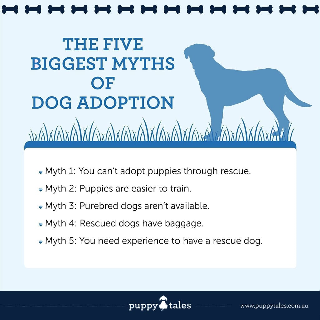 The Five Biggest Myths of Dog Adoption