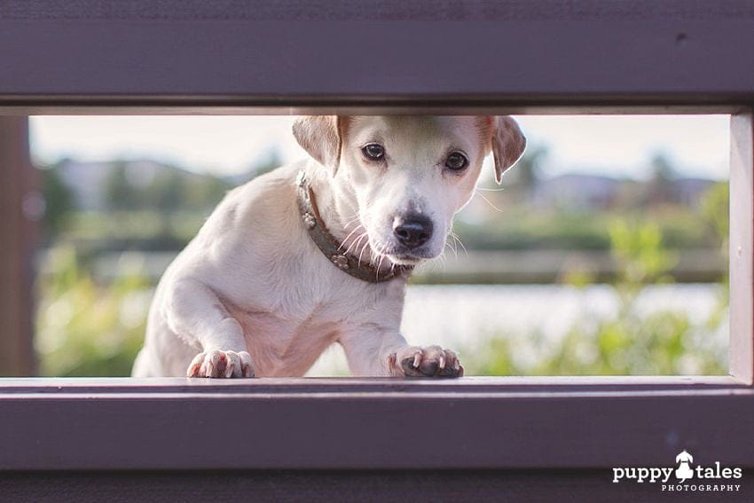 Foster Dog Dora peeping