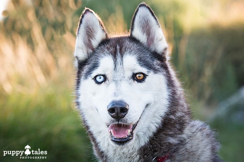 Siberian Husky Archer poses for a picture