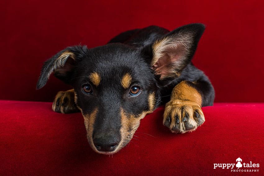 Black dog resting on a couch