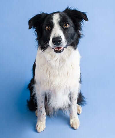 puppytalesphotography border collie rosie 15 36