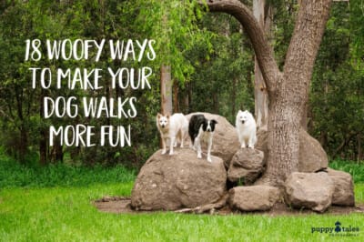 Feature image for Puppy Tales article on making dog walks more fun. Image features three dogs standing on a big rock.