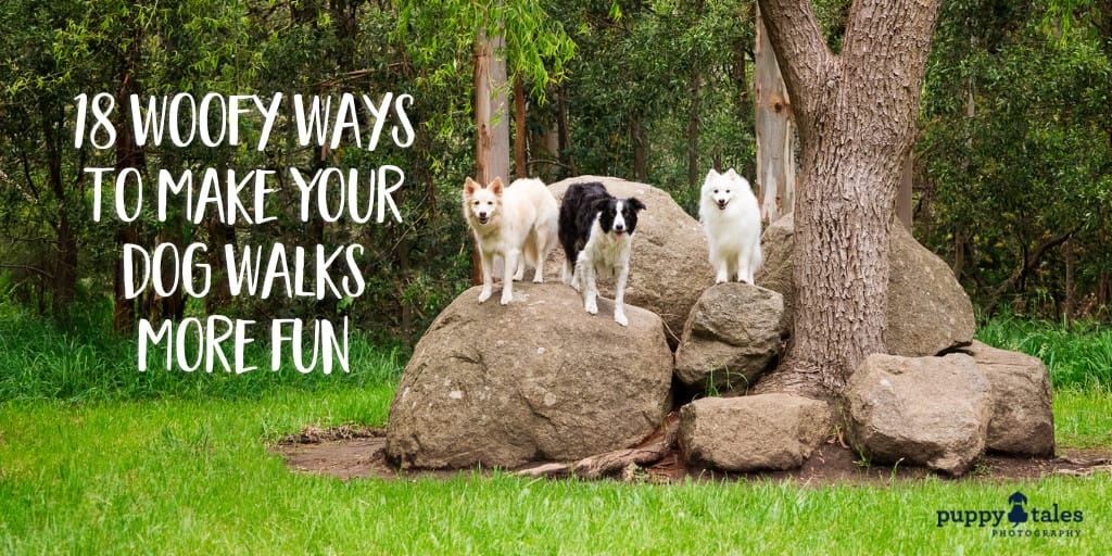 Title for an article on dog walks featuring three dogs standing on a big rock beside a huge tree.